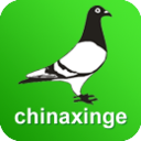 中国信鸽信息网在线拍鸽